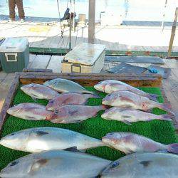 海の釣堀 海恵 釣果