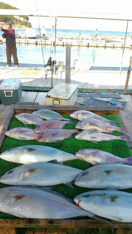 海の釣堀 海恵 釣果