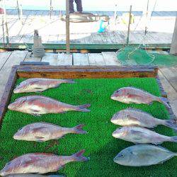 海の釣堀 海恵 釣果