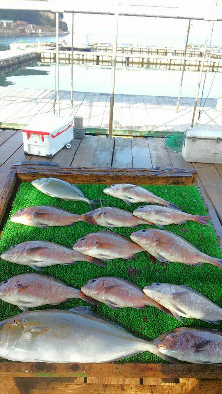 海の釣堀 海恵 釣果