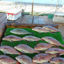 海の釣堀 海恵 釣果