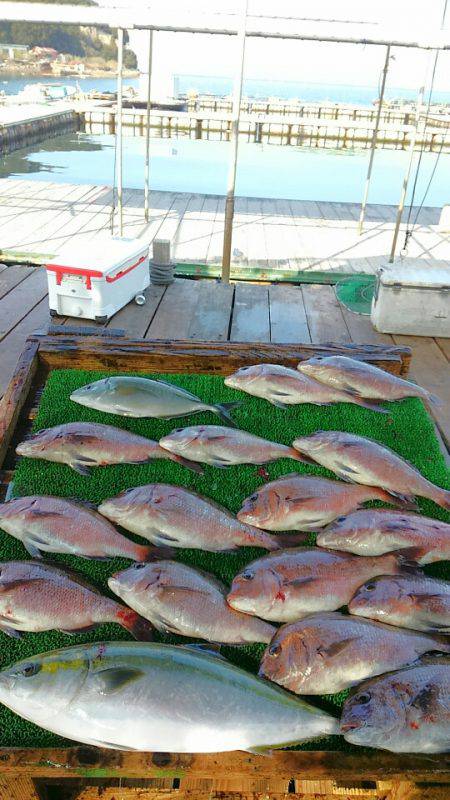 海の釣堀 海恵 釣果