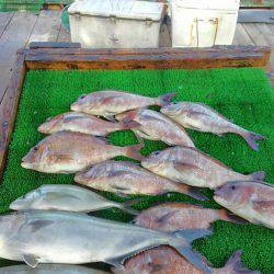 海の釣堀 海恵 釣果