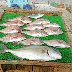 海の釣堀 海恵 釣果