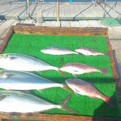 海の釣堀 海恵 釣果