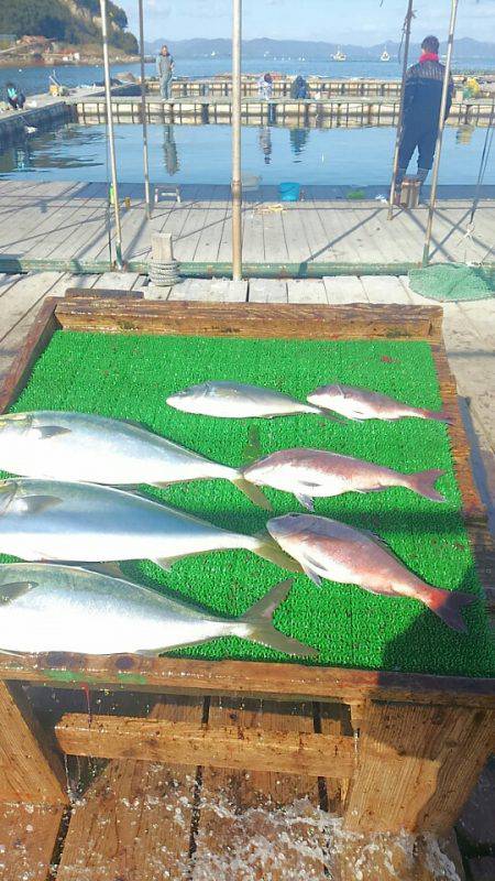 海の釣堀 海恵 釣果