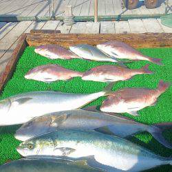 海の釣堀 海恵 釣果