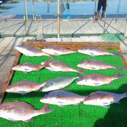 海の釣堀 海恵 釣果