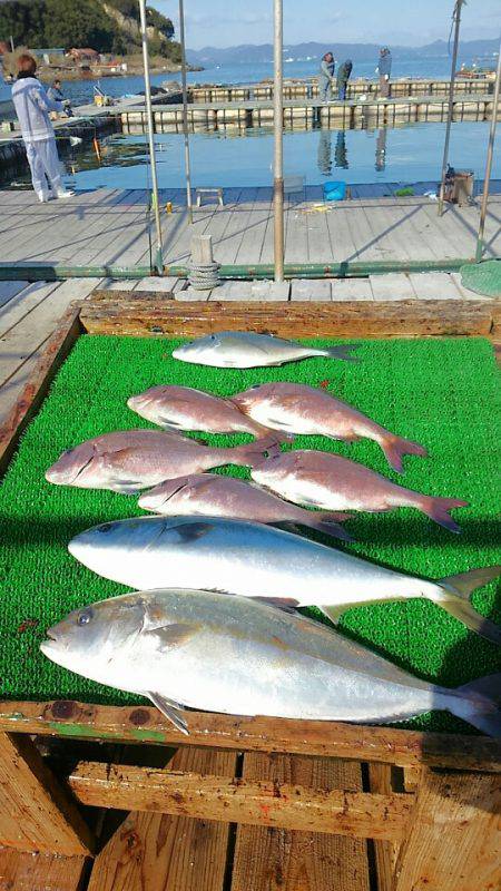 海の釣堀 海恵 釣果