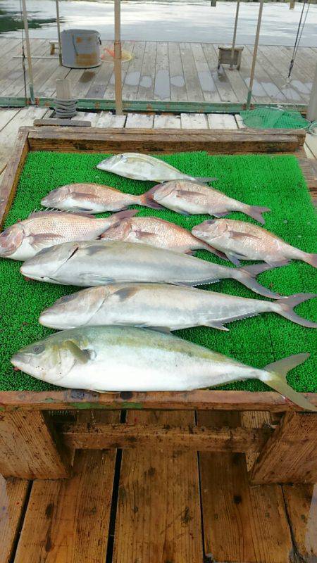 海の釣堀 海恵 釣果