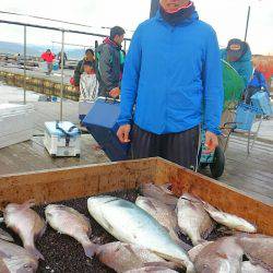 海の釣堀 海恵 釣果