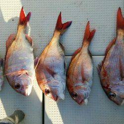 釣り船くわだ 釣果