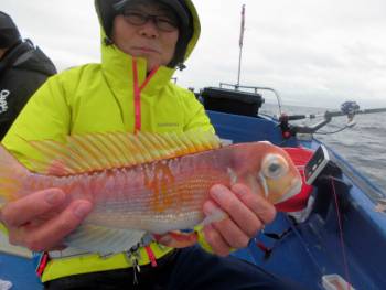 鯛紅丸 釣果