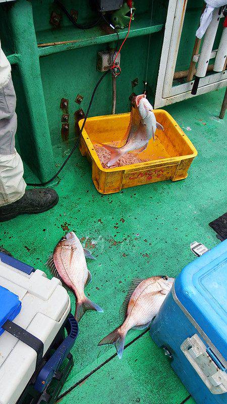 第三むつりょう丸 釣果