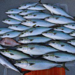 へいみつ丸 釣果