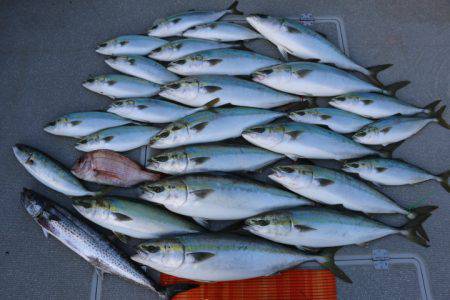 へいみつ丸 釣果