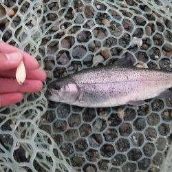 浜名湖フィッシングリゾート 釣果