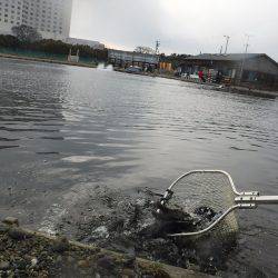 浜名湖フィッシングリゾート 釣果