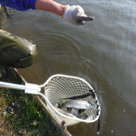 浜名湖フィッシングリゾート 釣果