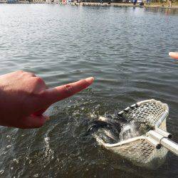 浜名湖フィッシングリゾート 釣果