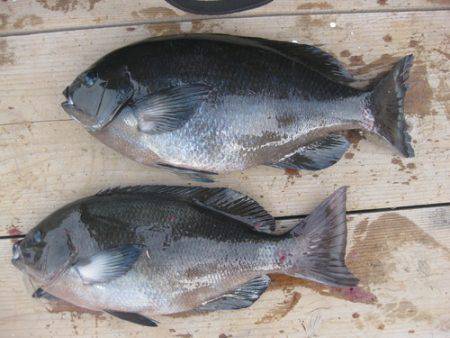 濱田渡船 釣果