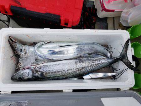 遊漁船　ニライカナイ 釣果