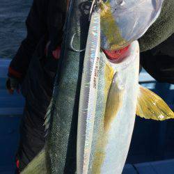 松鶴丸 釣果