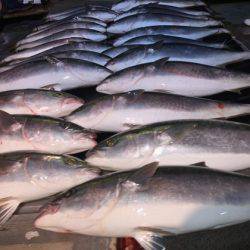 幸風（さちかぜ） 釣果