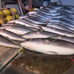 幸風（さちかぜ） 釣果