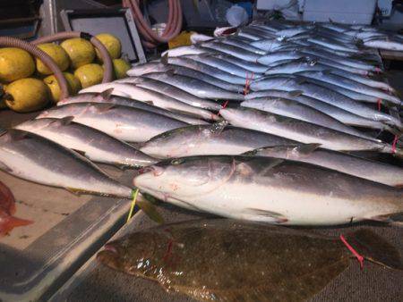 幸風（さちかぜ） 釣果