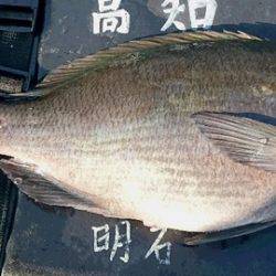 しば渡船 釣果