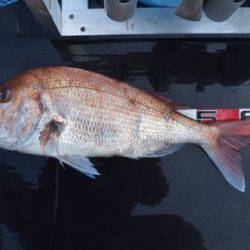 渡船屋たにぐち 釣果