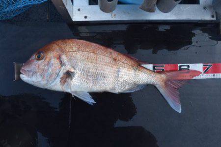 渡船屋たにぐち 釣果