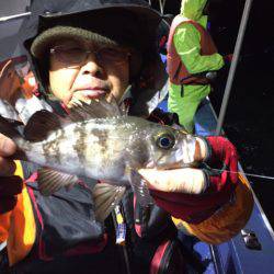 ヤザワ渡船 釣果