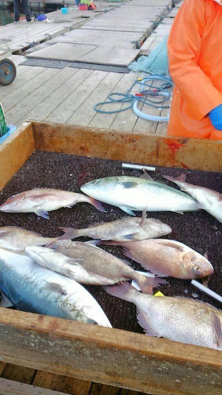 海の釣堀 海恵 釣果