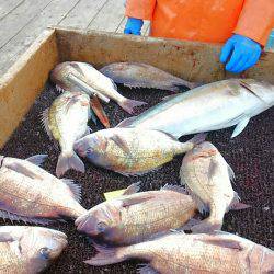 海の釣堀 海恵 釣果