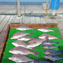 海の釣堀 海恵 釣果