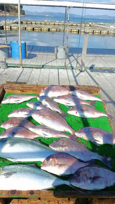 海の釣堀 海恵 釣果