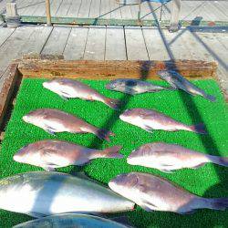 海の釣堀 海恵 釣果