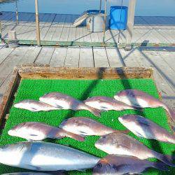 海の釣堀 海恵 釣果