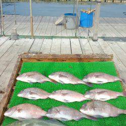 海の釣堀 海恵 釣果