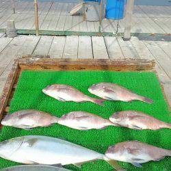 海の釣堀 海恵 釣果