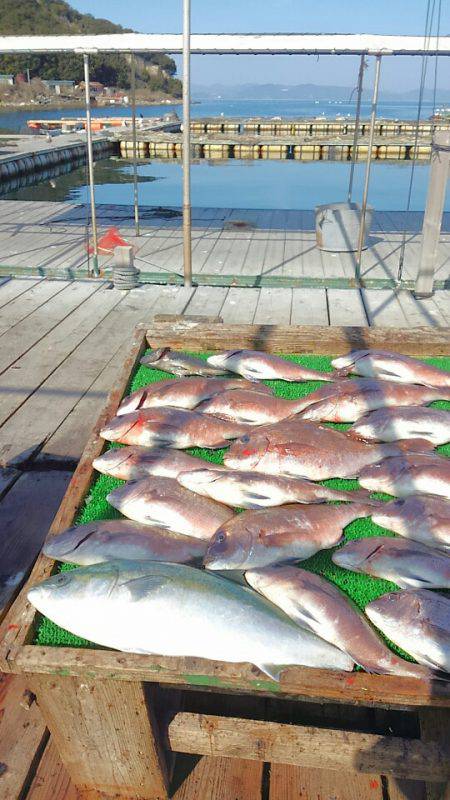 海の釣堀 海恵 釣果