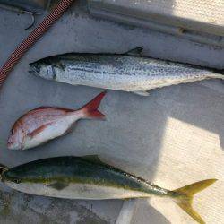 ありもと丸 釣果