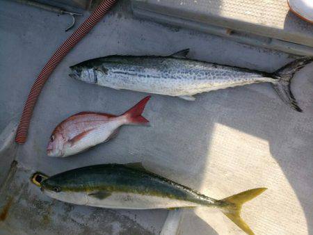 ありもと丸 釣果