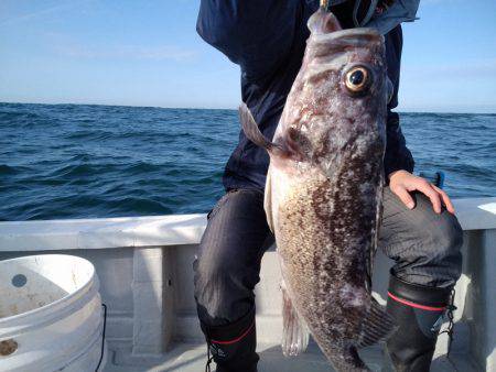 ひな丸 釣果