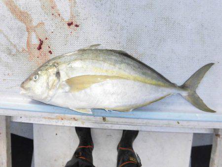 海賊 釣果