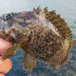 昼間は手堅く穴釣りで。