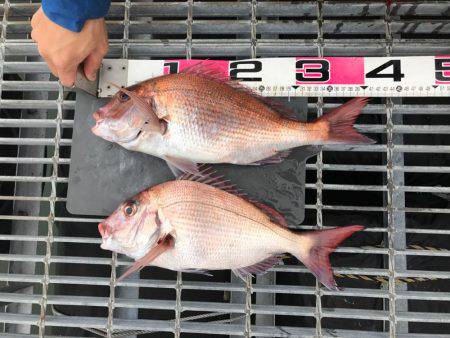 鯛サビキ  小豆島  Fisherman Dreams　DI