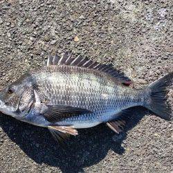 エビ撒き釣り